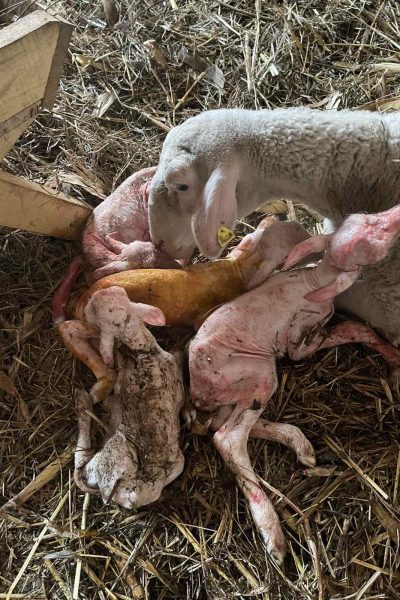 WhatsApp Image 2026-02-16 at 05.59.20 (3)