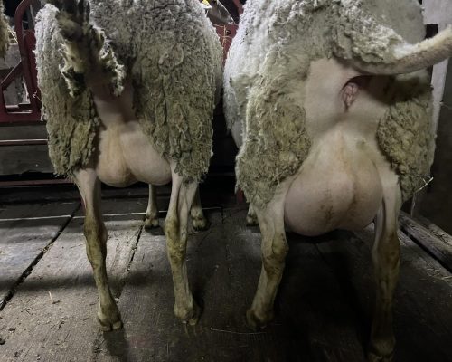 WhatsApp Image 2026-02-16 at 05.59.20 (4)